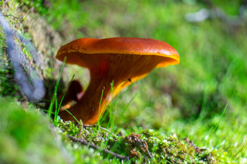Vibrant orange wild mushrooms nestled in lush green vegetation, capturing the essence of untouched forest life. Perfect close-up for nature and botany themes.