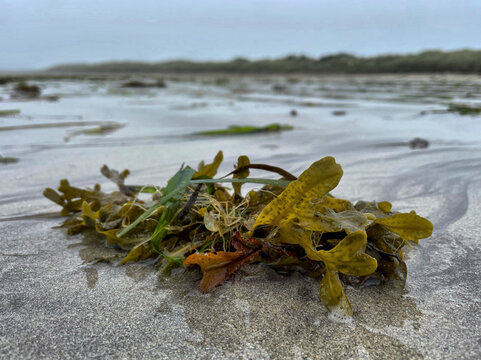 Algen am Strand von Ventry Beach, Dingle Peninsula, County Kerry, Irland