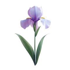 Majestic Iris: A Captivating Botanical Masterpiece