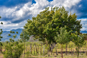 Umbuzeiro &eacute; uma &aacute;rvore de pequeno porte em torno de 6m de altura, de tronco curto, esparramada, copa em forma de guarda-chuva com di&acirc;metro de 10 a 15m projetando sombra densa sobre o solo, vida longa 