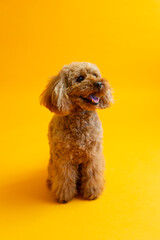 Cute miniature red poodle with mouth open sitting on orange seamless background looking to its left with alert expression