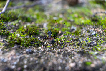 Close-up of a Camponotus japonicus ant navigating through lush green moss. The detailed texture of the ant contrasts beautifully with the soft, natural landscape, showcasing nature's tiny wonders.