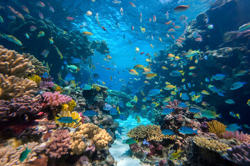 Obraz premium Vibrant underwater scene with coral reefs, colorful fish, and sunlight