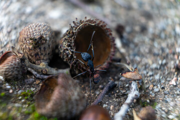 Close-up of a Camponotus japonicus ant navigating through lush green moss. The detailed texture of the ant contrasts beautifully with the soft, natural landscape, showcasing nature's tiny wonders.