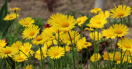 Obraz premium Doronicum orientale blooms in a flower bed