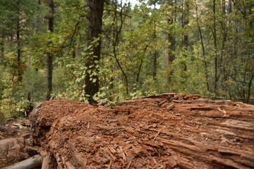 Fallen red tree trunk in the forest close up