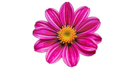 Obraz premium Flower isolated on transparent background. Ai generated.