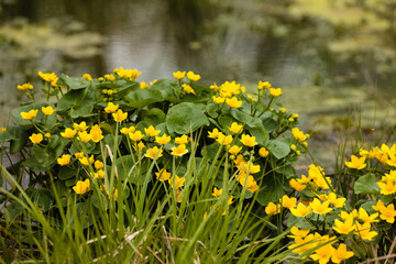 Marsh marigolds growing in early May on the shoreline of a small pond in the Pike Lake Unit, Kettle...