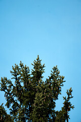 Green pine tree reaching towards a clear blue sky during a sunny day in a natural landscape