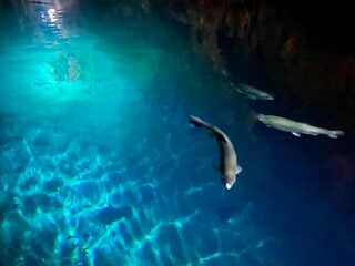 Fototapeta premium scene with fish
