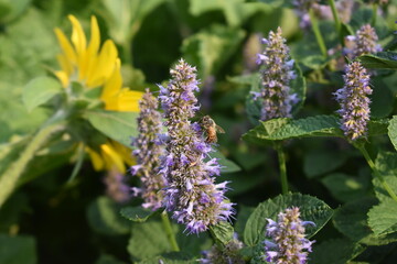 Bee on lavender flowers