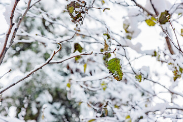 spring in the snow with leaves frozen after first snow fall
