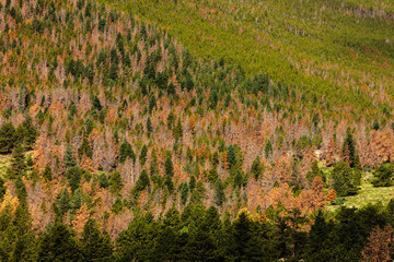 The dead pines from the mountain pine beetle infestation appear to streak down the mountainsides in...