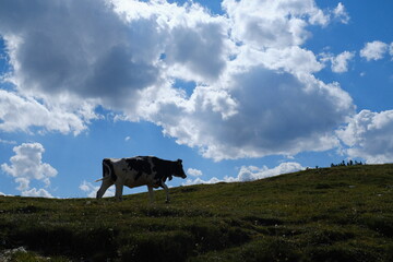 Fototapeta premium Cow in Italian Alps