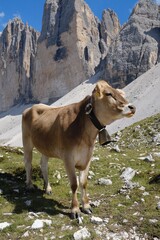 Cow in Italian Alps