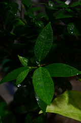 rain drops on a leaf