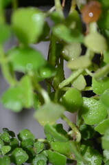 green olives on a vine