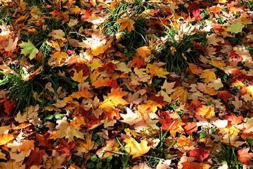 Autumn leaves on the ground lit by the sun