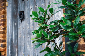 Stary zaniedbany dom Tudorów w Exeter, Anglia, zbliżenie na drzwi wejściowe. 