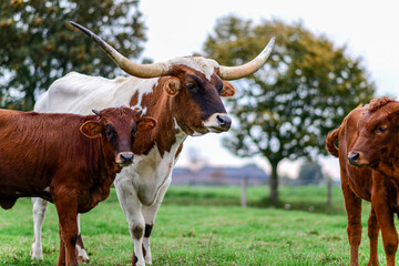 A spotted Texas Longhorn and brown cows stand together on grassy field somewhere in Germany.