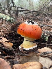mushrooms in the forest
