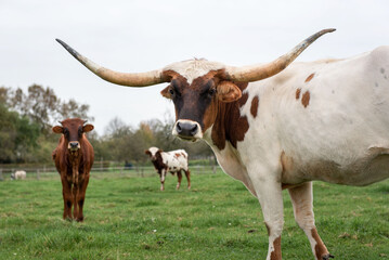 A Texas Longhorn stands in a green grassy field in Germany, gazing directly into the camera.