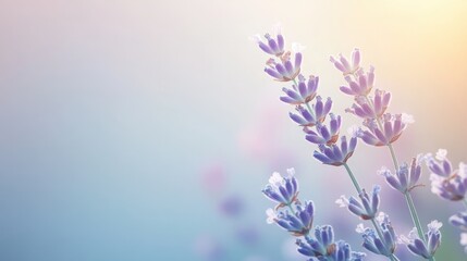 Obraz premium subtle gradient from light lavender to pale blue creating a peaceful feeling