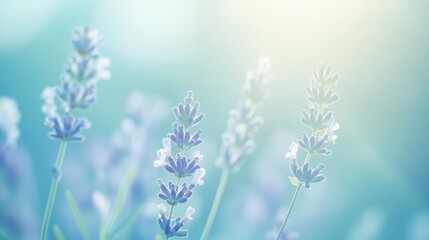 Obraz premium gentle gradient of light blue and soft lavender, creating a calm and tranquil feel