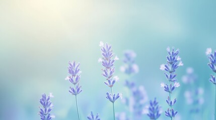 gentle gradient of light blue and soft lavender, creating a calm and tranquil feel