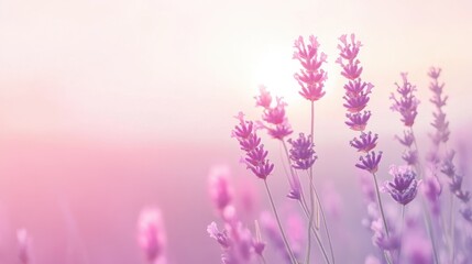 Obraz premium soft pastel gradient of pink and lavender, evoking a peaceful and relaxed vibe
