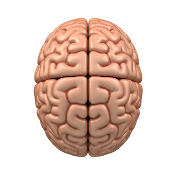 3d rendered illustration of a brain PNG 