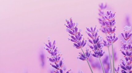 Obraz premium solid lavender pink color background for a calming and gentle design
