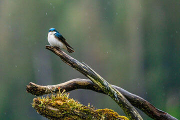 Blue tree swallow on a mossy branch in Misty Fjords National Monument, Alaska.
