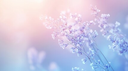 Obraz premium soft pastel gradient from blue to lavender for a delicate and tranquil look