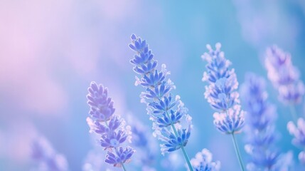 Naklejka premium soft pastel gradient from blue to lavender for a delicate and tranquil look