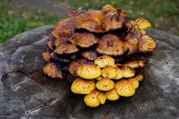 image of a tree fungus growing on a tree trunk