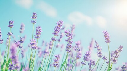 Naklejka premium gentle gradient from light turquoise to soft lavender for a refreshing and calming look