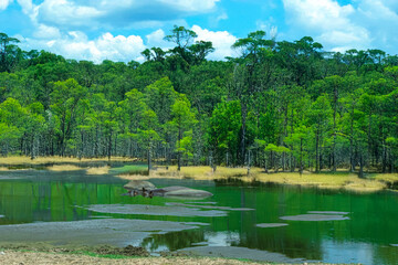 .photography of beautiful hippos in nature in the water