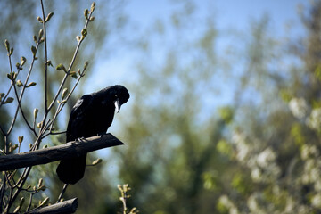 Black bird perched on a branch with green foliage on a sunny day