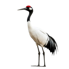 Obraz premium Majestic Crane: A Striking Avian Portrait