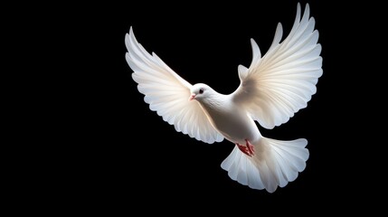 Obraz premium Peace dove flying symbolizing human rights and harmony