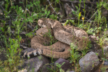 Western Diamondback Rattlesnake ready to strike