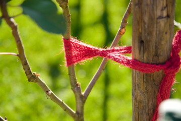 Befestigung eines jungen Baumes als Wachstumshilfe