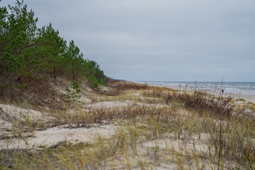 Vegetation dunes next to Baltic Sea. View of dune hillocks and small pine trees