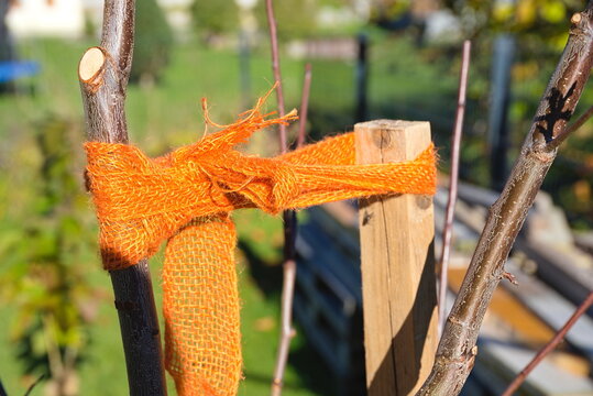 Befestigung eines jungen Obstbaumes als Wachstumshilfe