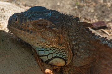 ography of beautiful iguanas in the middle of nature with a challenging look