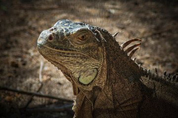 ography of beautiful iguanas in the middle of nature with a challenging look