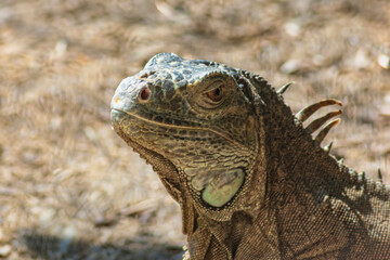 ography of beautiful iguanas in the middle of nature with a challenging look