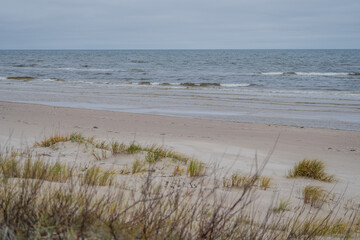 Vegetation dunes next to Baltic Sea. View of dune hillocks and small pine trees