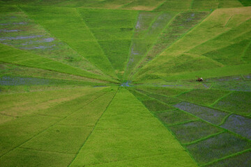 Spider Web Rice Fields or Paddy in Lingko Cara, Cancar, Flores, Indonesia
